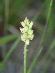 Polygala nuttallii
