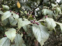 Frangula sphaerosperma