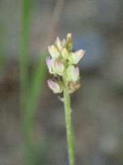 Polygala nuttallii