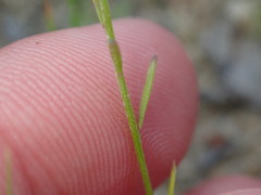 Polygala nuttallii