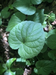 Viola mirabilis