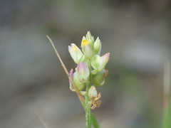 Polygala nuttallii