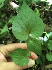 Viola mirabilis
