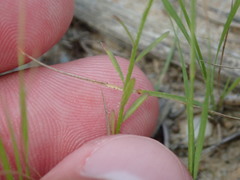 Polygala nuttallii