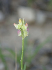 Polygala nuttallii