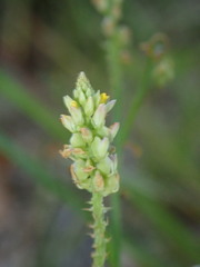 Polygala nuttallii