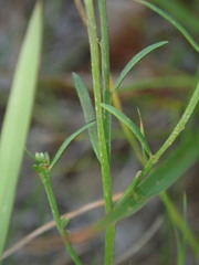 Polygala nuttallii