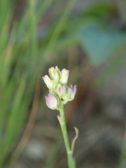 Polygala nuttallii
