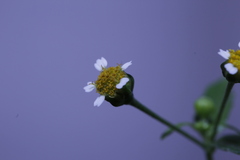Galinsoga parviflora