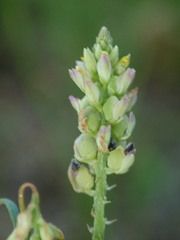 Polygala nuttallii