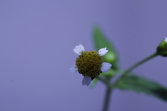 Galinsoga parviflora