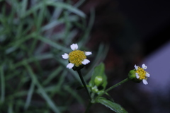 Galinsoga parviflora