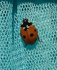 Coccinella septempunctata