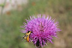Chauliognathus scutellaris