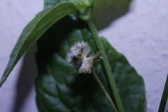 Galinsoga parviflora