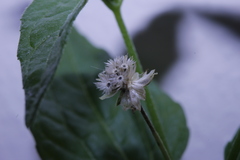 Galinsoga parviflora