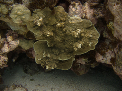 Porites rus