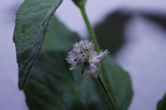 Galinsoga parviflora