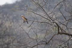 Turdoides gymnogenys