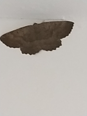Gnophini