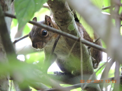 Sciurus deppei