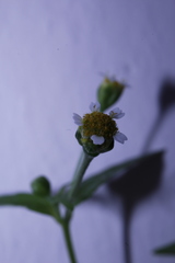 Galinsoga parviflora