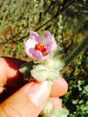 Malacothamnus fremontii