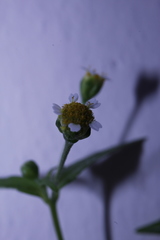 Galinsoga parviflora