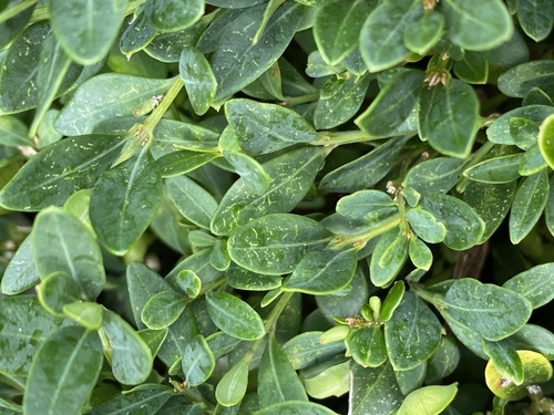 Boxwood Mite
