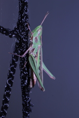 Caelifera
