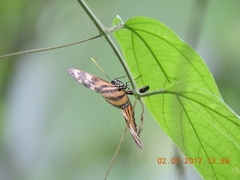 Eueides isabella eva