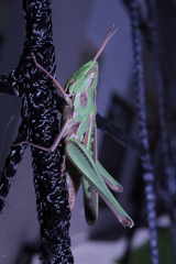 Caelifera