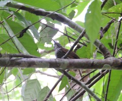 Pheugopedius maculipectus