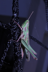 Caelifera