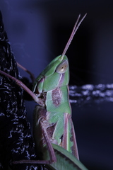 Caelifera