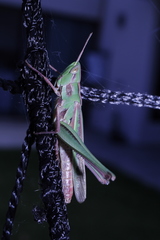 Caelifera