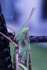 Caelifera