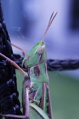 Caelifera