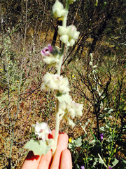 Malacothamnus fremontii