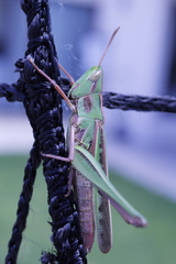 Caelifera