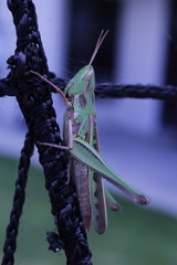 Caelifera