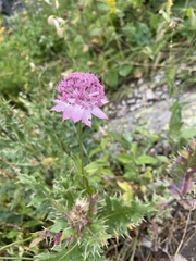 Astrantia maxima