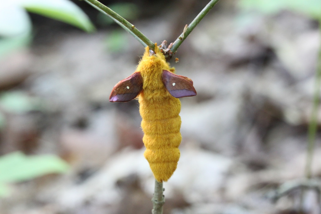 Pink-striped Oakworm Moths