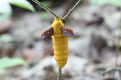 Pink-striped Oakworm Moths