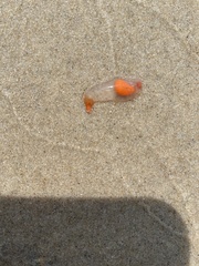 Clione limacina