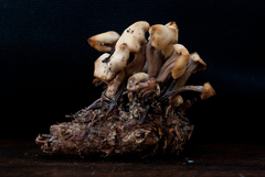 Cudonia circinans