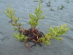 Rumex maritimus