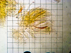 Cudonia circinans