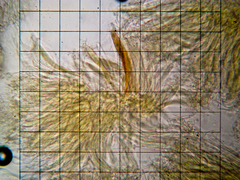 Cudonia circinans