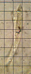 Cudonia circinans